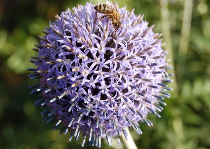 Kugeldistel