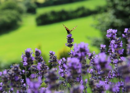 Lavendel